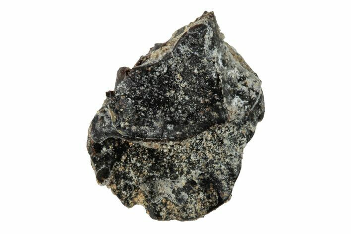 Fossil Nodosaur Tooth - Judith River Formation #260318